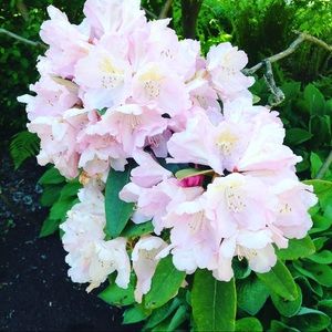 Meet your Posher, Isabella